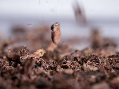 history-biltongdrops